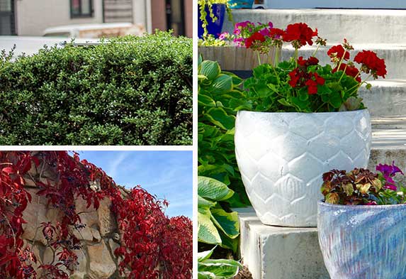 Post ideas para hacer un jardín Cercas Vivas Jardines de Rocalla Jardines de Patios y Terrazas. Neea-flora